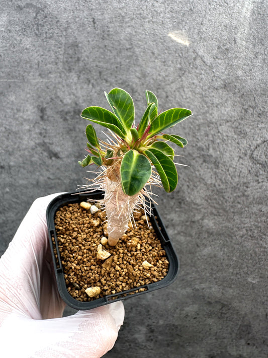 【現品限り】ユーフォルビア・ギラウミニアナ【A30】 Euphorbia guillauminiana