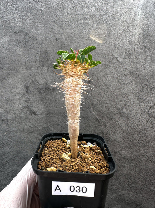 【現品限り】ユーフォルビア・ギラウミニアナ【A30】 Euphorbia guillauminiana