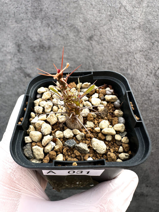 【現品限り】フォークイエリア・プルプシー【A31】 Fouquieria purpusii