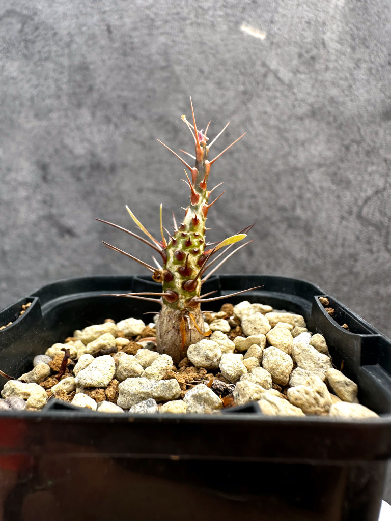 【現品限り】フォークイエリア・プルプシー【A31】 Fouquieria purpusii
