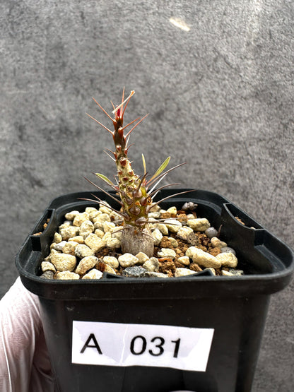 【現品限り】フォークイエリア・プルプシー【A31】 Fouquieria purpusii