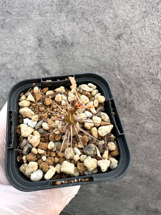 【現品限り】フォークイエリア・プルプシー【A32】 Fouquieria purpusii