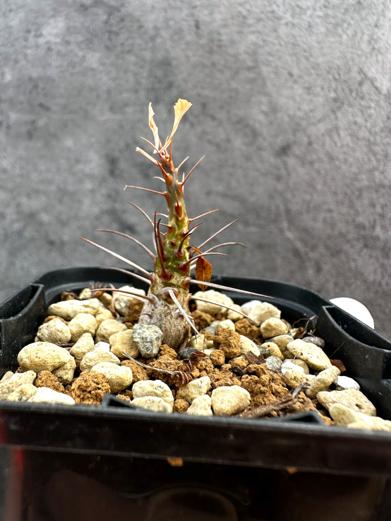【現品限り】フォークイエリア・プルプシー【A32】 Fouquieria purpusii