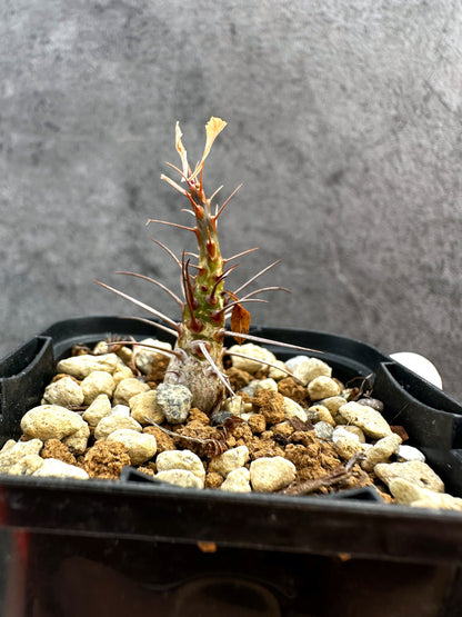 【現品限り】フォークイエリア・プルプシー【A32】 Fouquieria purpusii