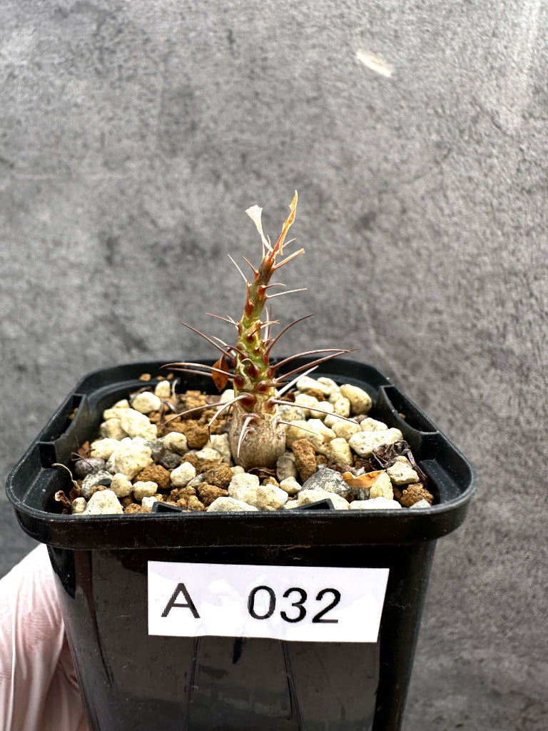 【現品限り】フォークイエリア・プルプシー【A32】 Fouquieria purpusii