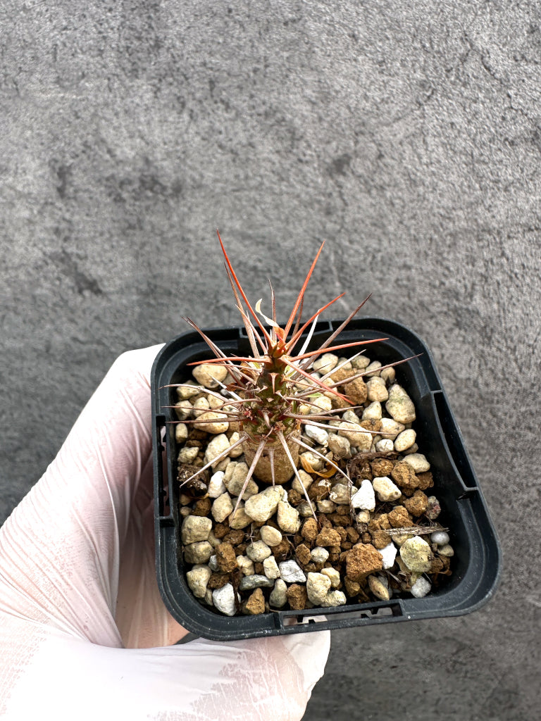【現品限り】フォークイエリア・プルプシー【A33】 Fouquieria purpusii