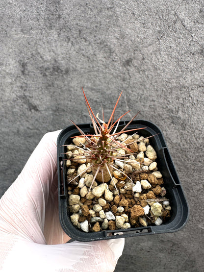 【現品限り】フォークイエリア・プルプシー【A33】 Fouquieria purpusii