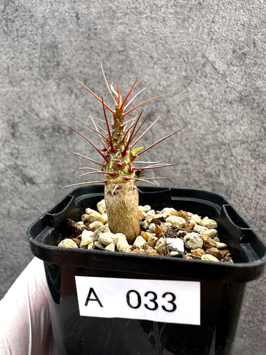 【現品限り】フォークイエリア・プルプシー【A33】 Fouquieria purpusii