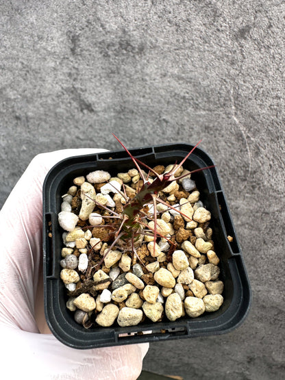 【現品限り】フォークイエリア・ファシクラータ【A34】 Fouquieria fasciculata