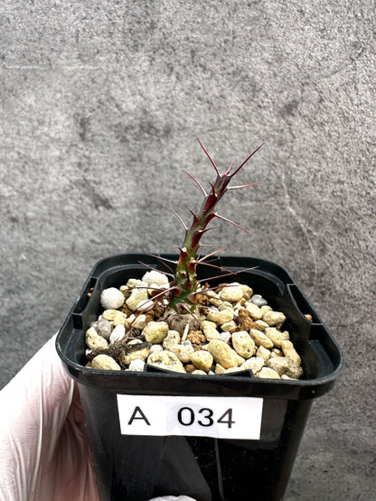 【現品限り】フォークイエリア・ファシクラータ【A34】 Fouquieria fasciculata