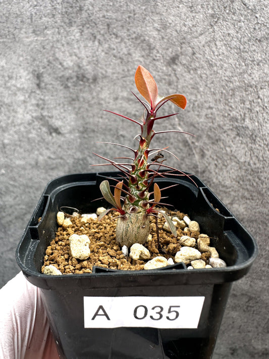 【現品限り】フォークイエリア・ファシクラータ【A35】 Fouquieria fasciculata