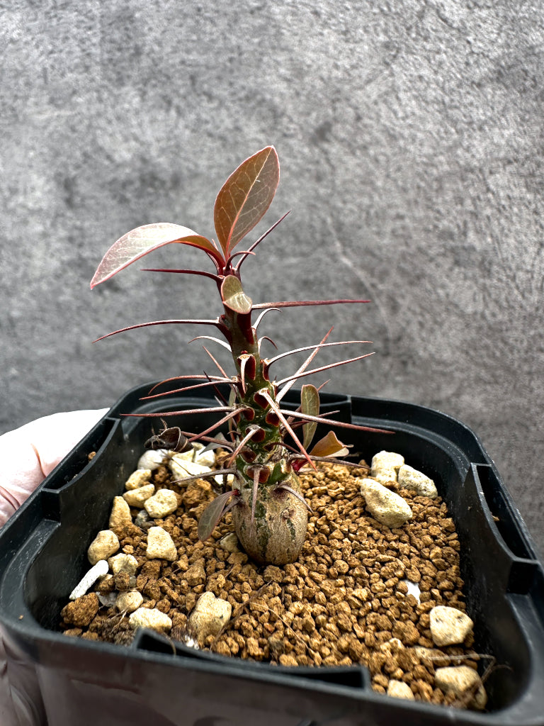 【現品限り】フォークイエリア・ファシクラータ【A35】 Fouquieria fasciculata