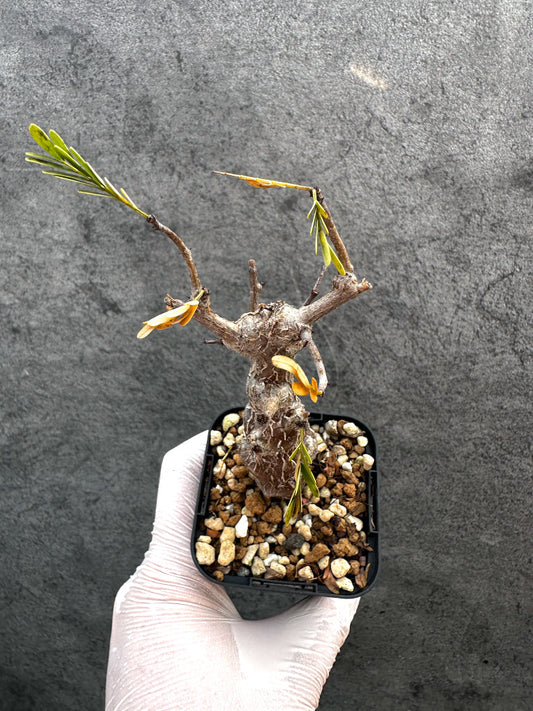 【現品限り】センナ・メリディオナリス 実生【A36】 Senna meridionalis