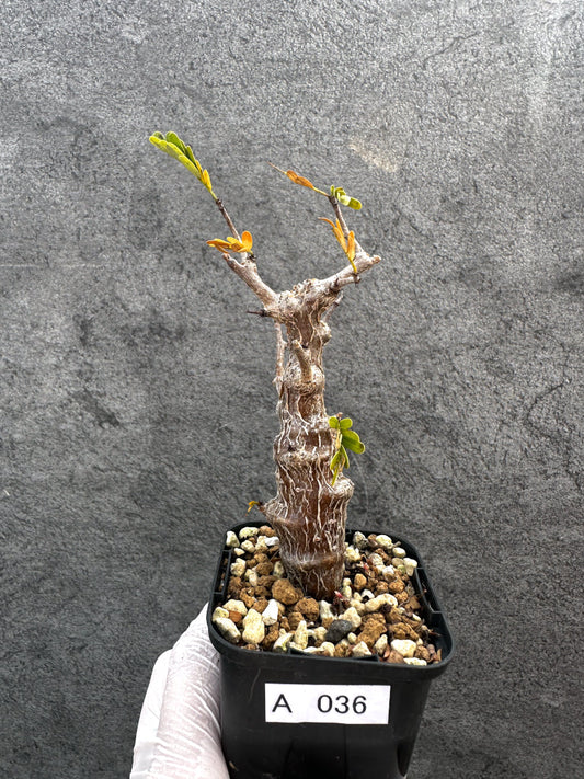 【現品限り】センナ・メリディオナリス 実生【A36】 Senna meridionalis