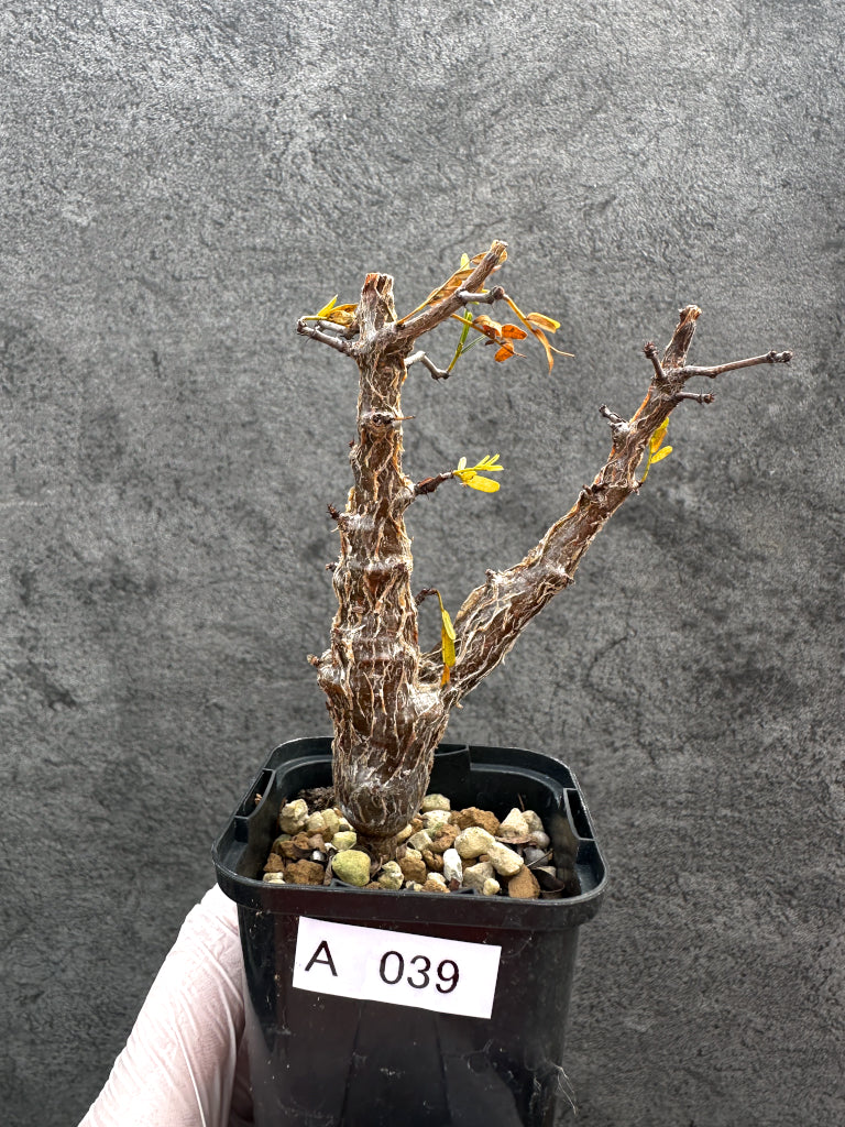 実生　センナメリディオナリス センナ メリディオナリス 実生苗 「Senna meridionalis」89A | SHOU
