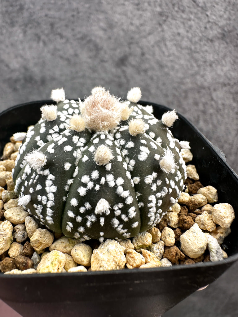 アストロフィツム・スーパー兜 実生【A3】 Astrophytum Super Kabuto