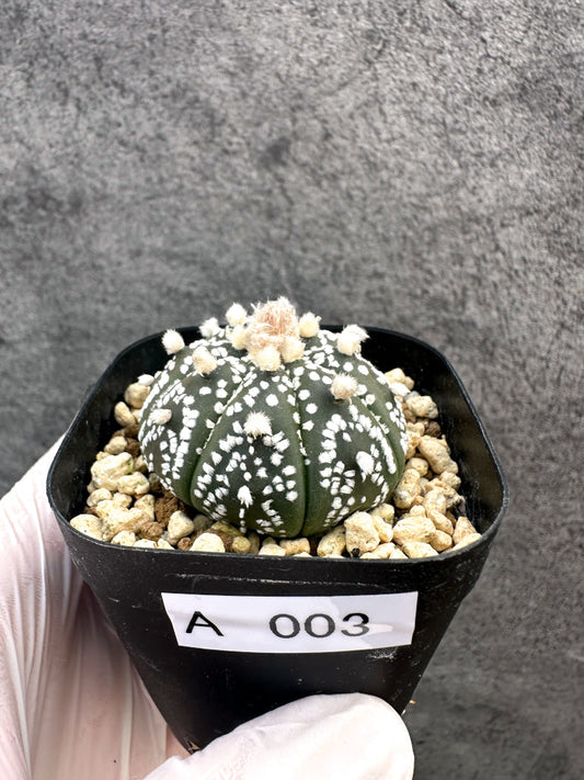 【現品限り】アストロフィツム・スーパー兜 実生【A3】 Astrophytum Super Kabuto
