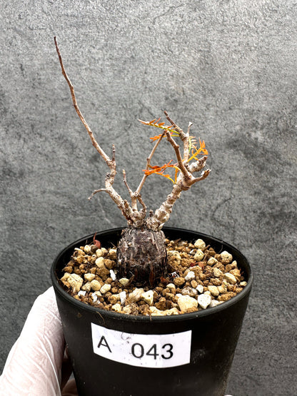 【現品限り】オペルクリカリア・パキプス 根ざし【A43】 Operculicarya pachypus