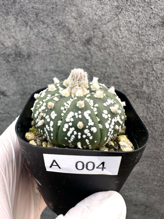 【現品限り】アストロフィツム・スーパー兜 実生【A4】 Astrophytum Super Kabuto