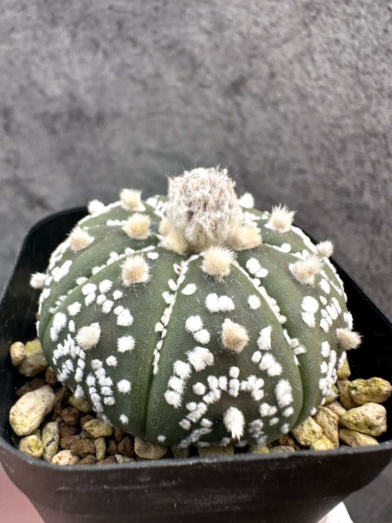 【現品限り】アストロフィツム・スーパー兜 実生【A4】 Astrophytum Super Kabuto
