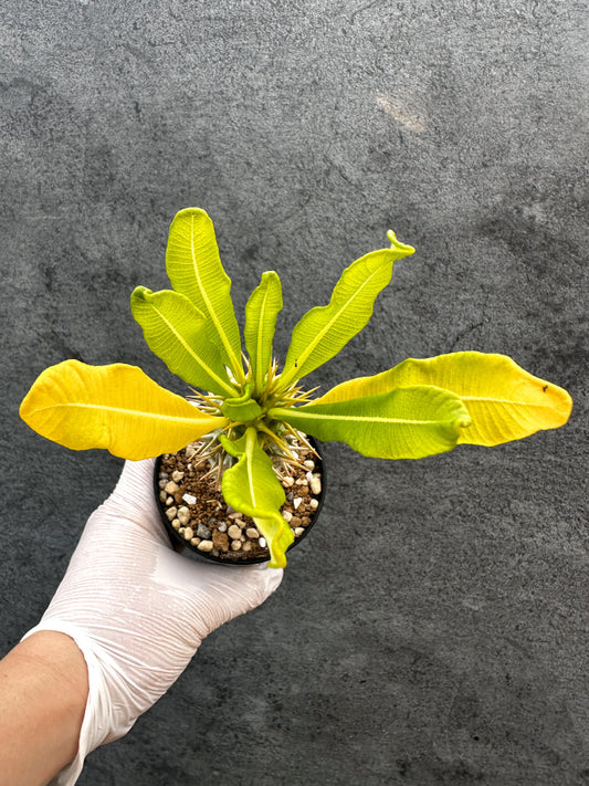 【現品限り】パキポディウム・アンボンゲンセ 実生【A53】 Pachypodium ambongense