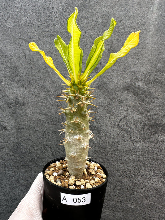 【現品限り】パキポディウム・アンボンゲンセ 実生【A53】 Pachypodium ambongense