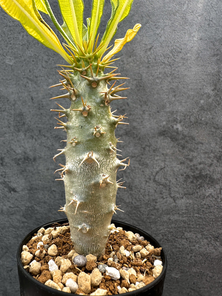 パキポディウム・アンボンゲンセ 実生【A53】 Pachypodium ambongense