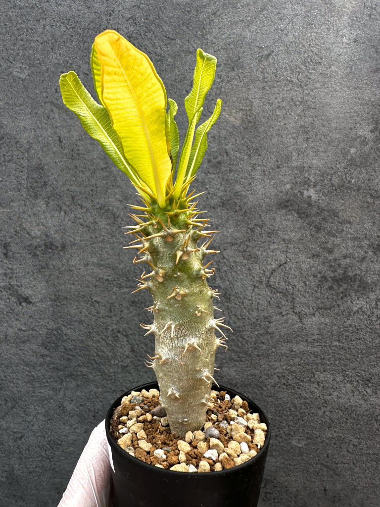 パキポディウム・アンボンゲンセ 実生【A53】 Pachypodium ambongense