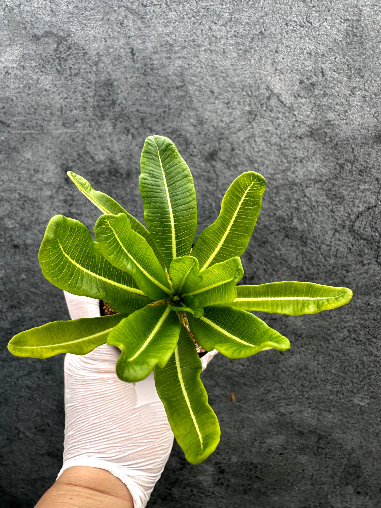 【現品限り】パキポディウム・アンボンゲンセ 実生【A54】 Pachypodium ambongense