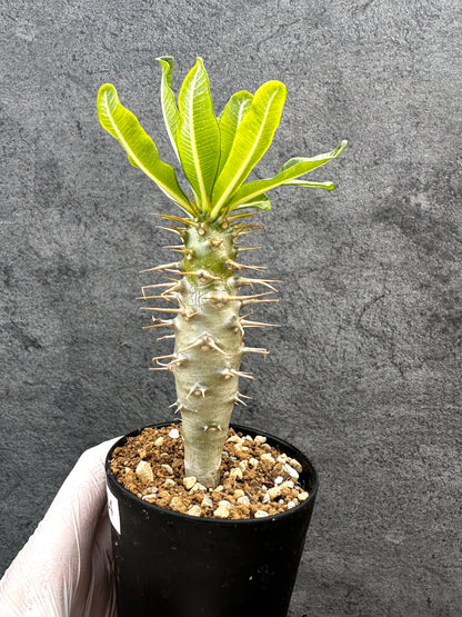 【現品限り】パキポディウム・アンボンゲンセ 実生【A54】 Pachypodium ambongense