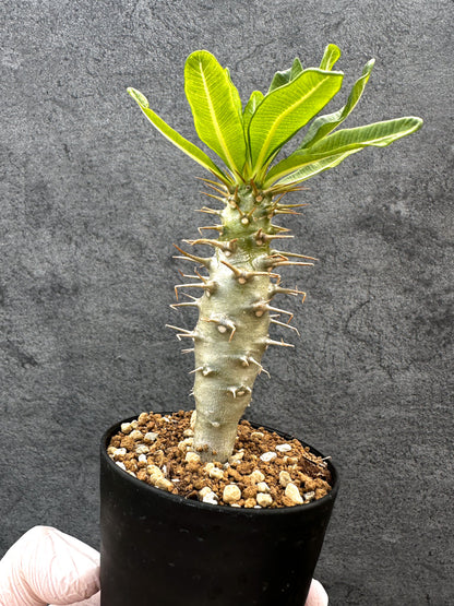 【現品限り】パキポディウム・アンボンゲンセ 実生【A54】 Pachypodium ambongense