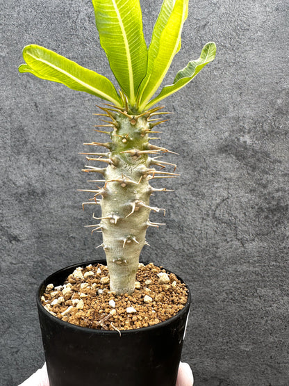 【現品限り】パキポディウム・アンボンゲンセ 実生【A54】 Pachypodium ambongense