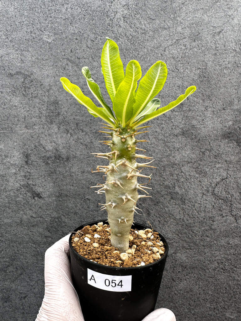 【現品限り】パキポディウム・アンボンゲンセ 実生【A54】 Pachypodium ambongense