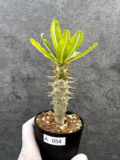 【現品限り】パキポディウム・アンボンゲンセ 実生【A54】 Pachypodium ambongense
