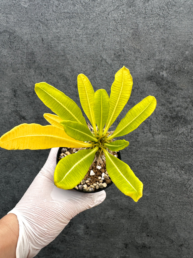 パキポディウム・アンボンゲンセ 実生【A55】 Pachypodium ambongense