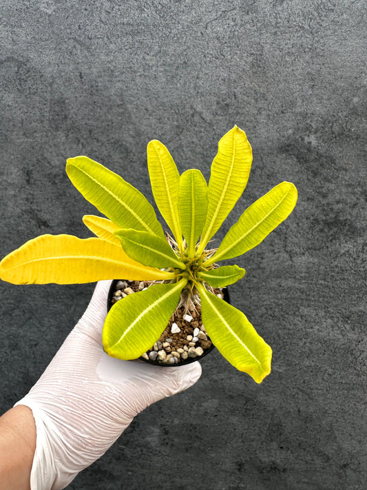 【現品限り】パキポディウム・アンボンゲンセ 実生【A55】 Pachypodium ambongense