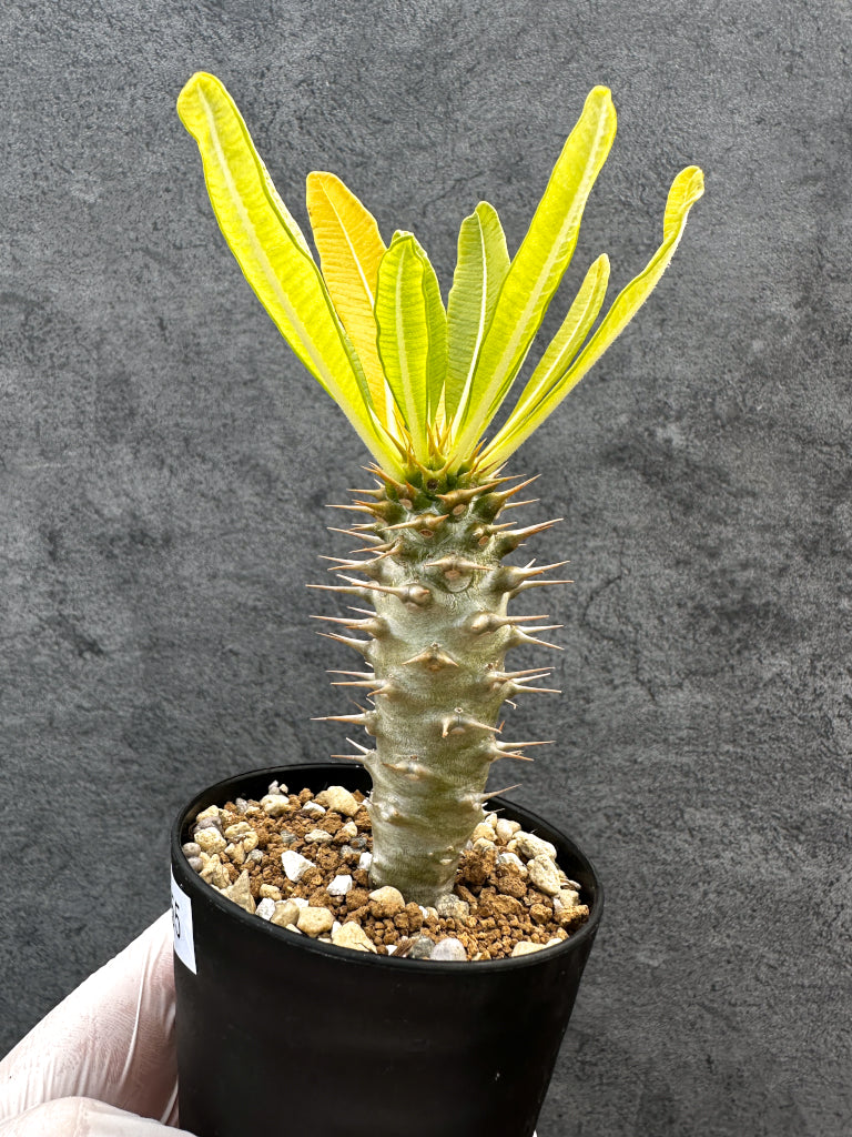 パキポディウム・アンボンゲンセ 実生【A55】 Pachypodium ambongense