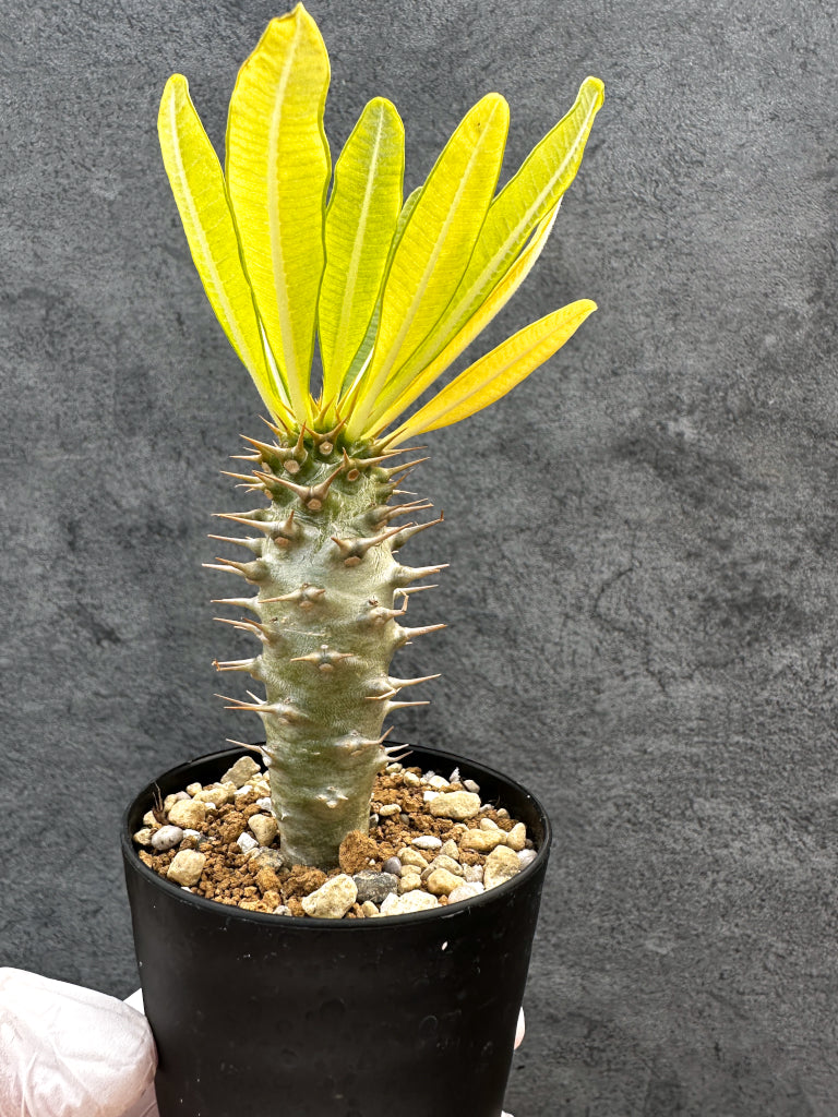 パキポディウム・アンボンゲンセ 実生【A55】 Pachypodium ambongense