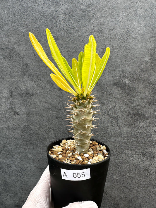 【現品限り】パキポディウム・アンボンゲンセ 実生【A55】 Pachypodium ambongense