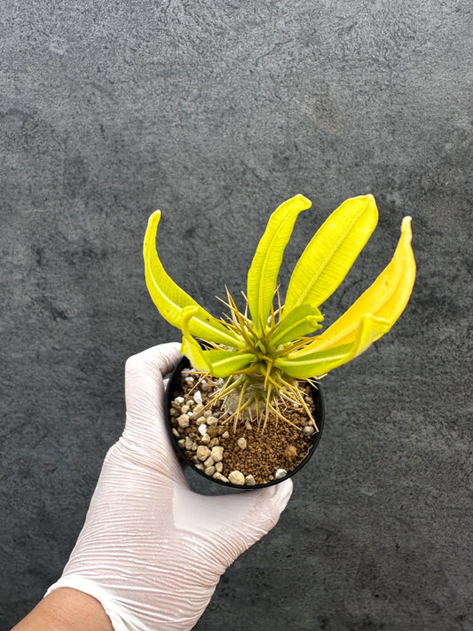 【現品限り】パキポディウム・アンボンゲンセ 実生【A56】 Pachypodium ambongense