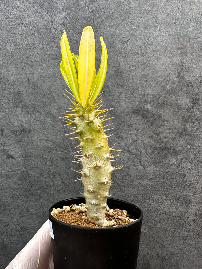 パキポディウム・アンボンゲンセ 実生【A56】 Pachypodium ambongense