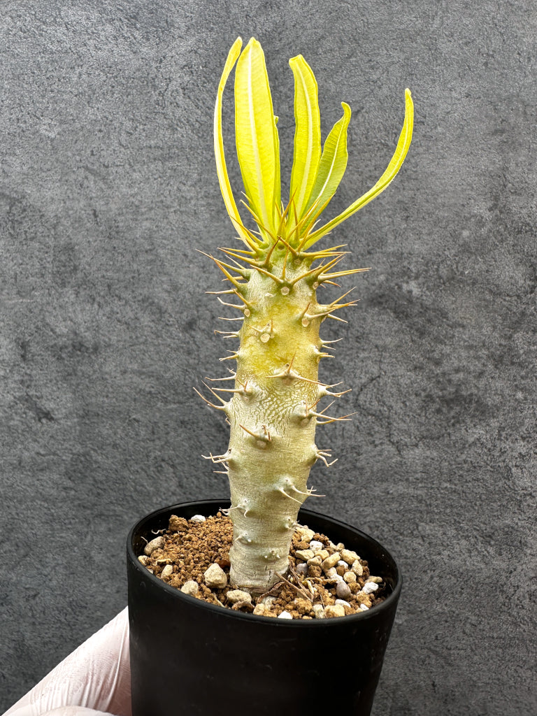 パキポディウム・アンボンゲンセ 実生【A56】 Pachypodium ambongense