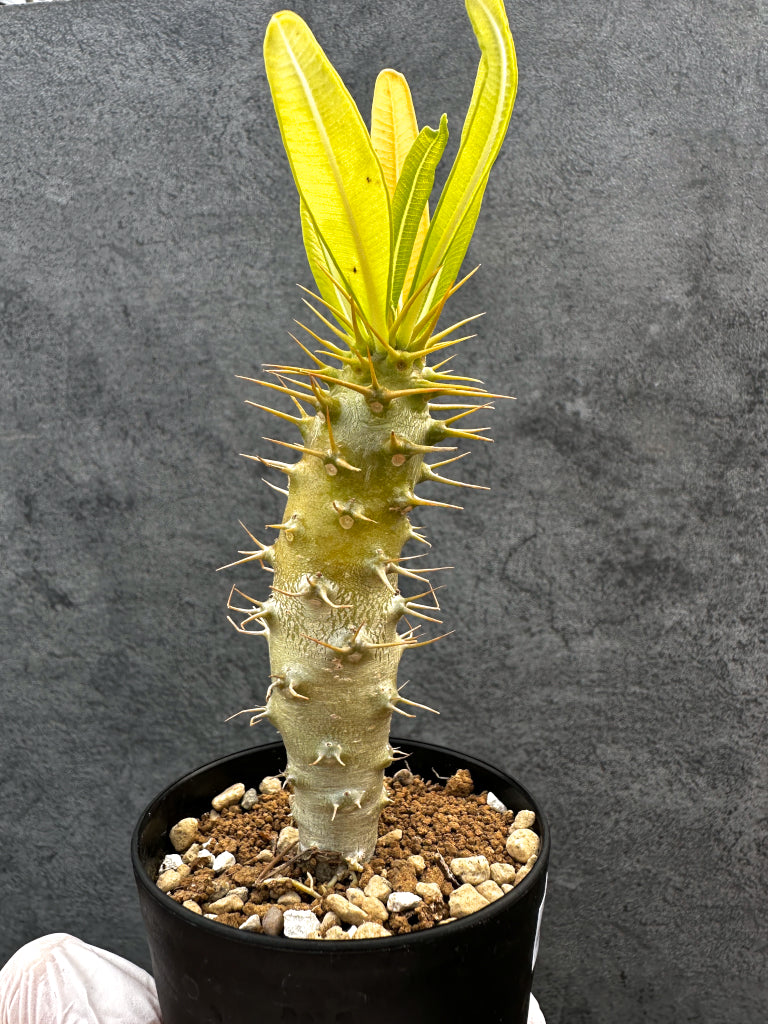 パキポディウム・アンボンゲンセ 実生【A56】 Pachypodium ambongense