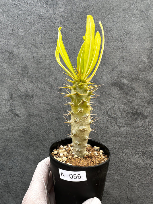 【現品限り】パキポディウム・アンボンゲンセ 実生【A56】 Pachypodium ambongense