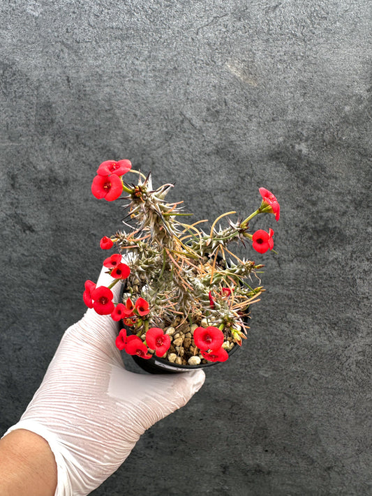 【現品限り】ユーフォルビア・ゴットレベイ 挿し木【A57】 Euphorbia gottlebei