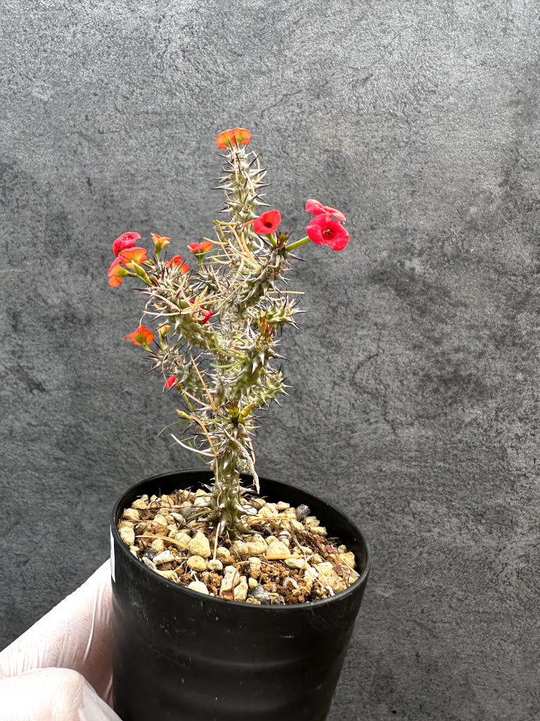 【現品限り】ユーフォルビア・ゴットレベイ 挿し木【A57】 Euphorbia gottlebei