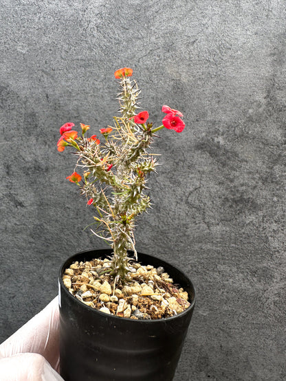 【現品限り】ユーフォルビア・ゴットレベイ 挿し木【A57】 Euphorbia gottlebei