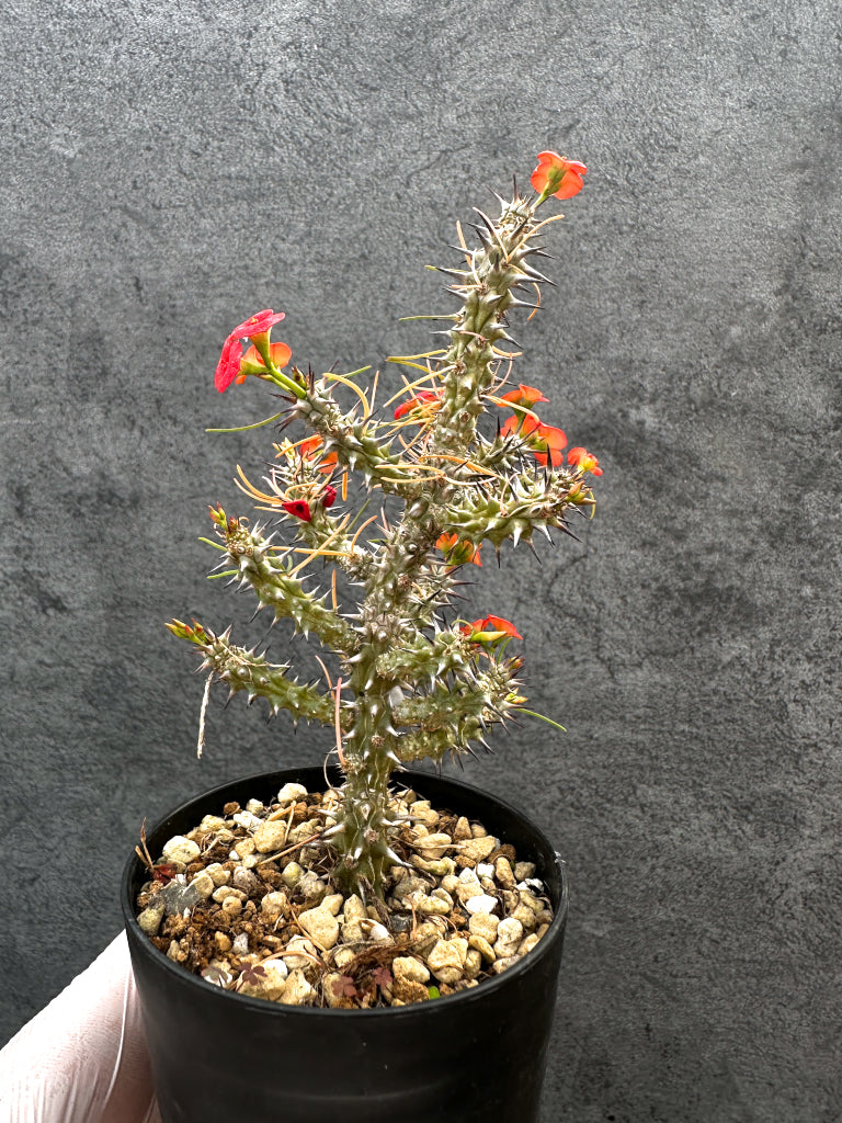 【現品限り】ユーフォルビア・ゴットレベイ 挿し木【A57】 Euphorbia gottlebei