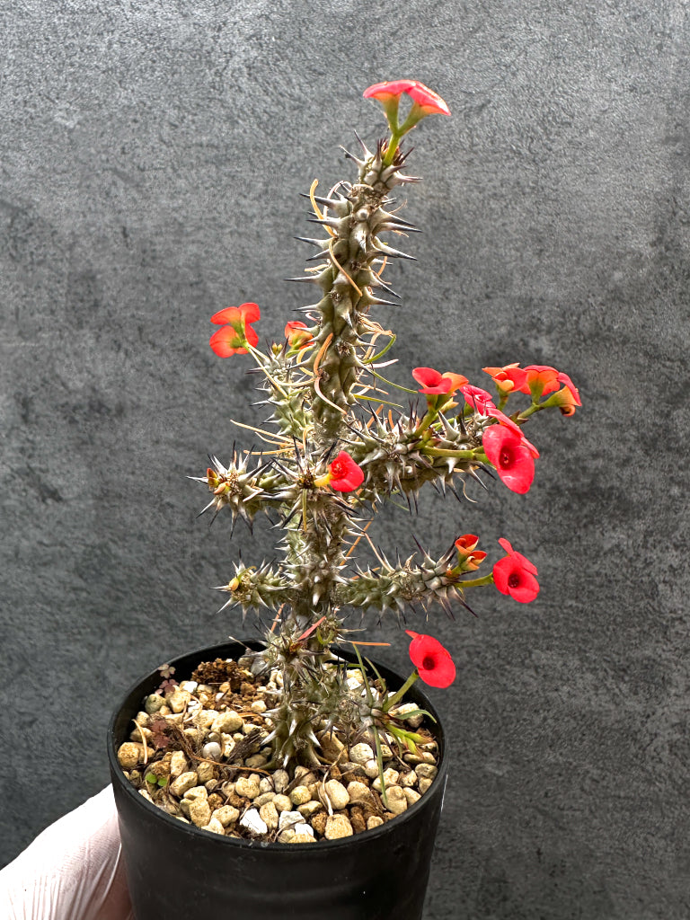 【現品限り】ユーフォルビア・ゴットレベイ 挿し木【A57】 Euphorbia gottlebei