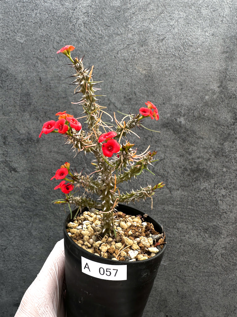 新着の植物 – Page 17 – プラントブラザーズ